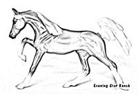 Galloping Arabian Stallion