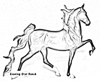Racking Saddlebred Stallion