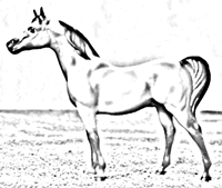 Arabian Stallion