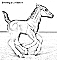 Cantering Foal