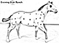 Quarter Horse Stallion