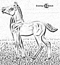 Standing Foal