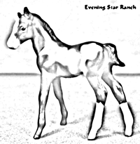 Thoroughbred Standing Foal