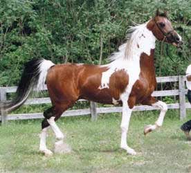 Pinto American Saddlebred