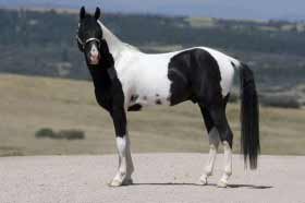 Pinto Kentucky Mountain Saddle Horse