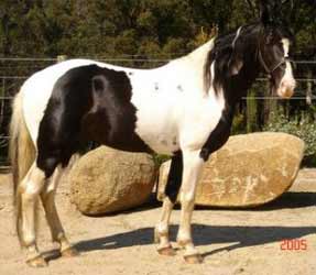 Pinto Tennessee Walking Horse
