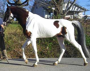 Pinto Tennessee Walking Horse