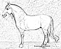 Breyer Traditional Spanish Stallion