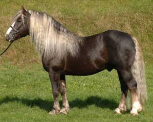 Silver Dapple Black Forest Horse