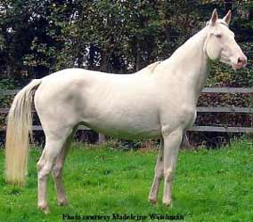 Cremello Czech Warmblood