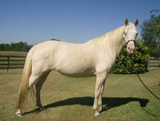 Cremello Missouri Fox Trotter