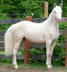 Cremello Morgan