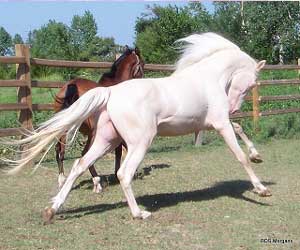 Cremello Morgan