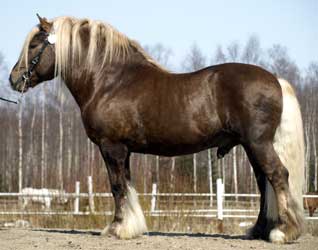 Silver Dapple North Swedish Horse