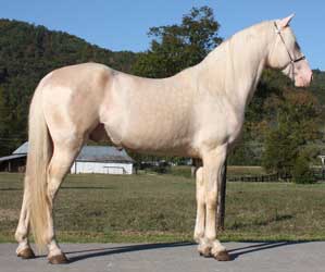 Cremello Rocky Mountain Horse