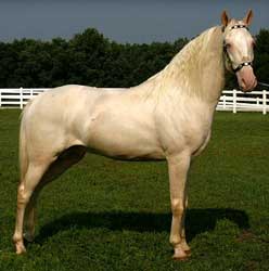 Cremello Tennessee Walking Horse