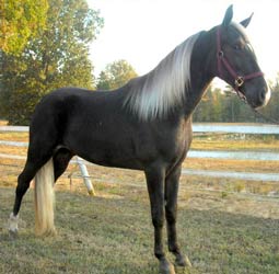 Chocolate Silver Dapple Tennessee Walking Horse