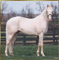Cremello Thoroughbred