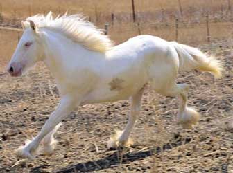 Cremello Vanner (Gypsy Cob)