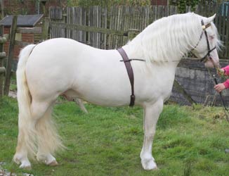 Cremello Welsh Cob
