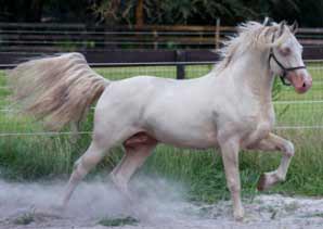 Cremello Welsh Cob