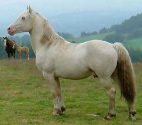 Cremello Welsh Cob