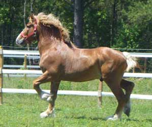 Chestnut Belgian