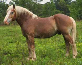 Chestnut Belgian