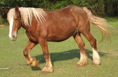 Chestnut Draft Horses