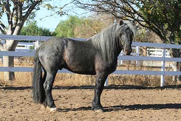 Roan Belgian