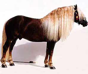 Chestnut Black Forest Horse