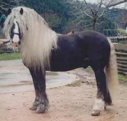 Chestnut Black Forest Horse