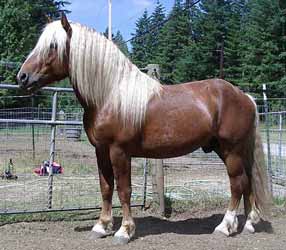 Chestnut Black Forest Horse