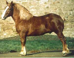 Chestnut Breton