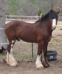 Bay Clydesdale