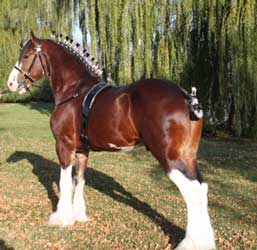 Bay Clydesdale