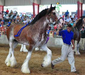 Bay Clydesdale