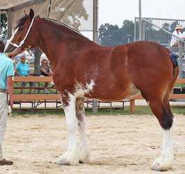 Bay Clydesdale