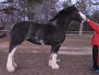 Black Clydesdale