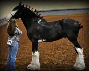 Black Clydesdale