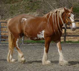 Chestnut Clydesdale