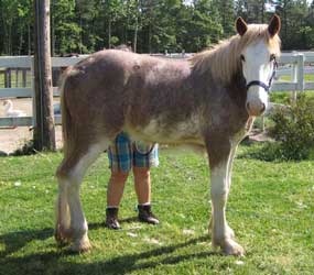 Roan Clydesdale