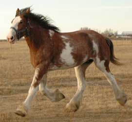 Roan Clydesdale