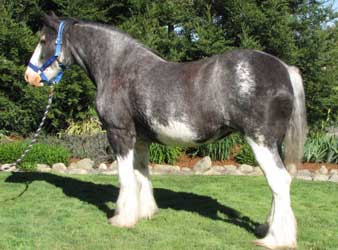 Roan Clydesdale