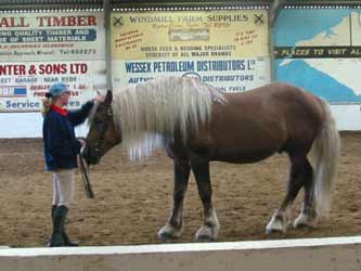 Chestnut Lithuanian