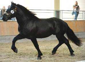 Black Noriker