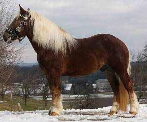 Chestnut Noriker