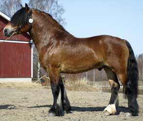 Bay North Swedish Horse