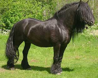 Black North Swedish Horse