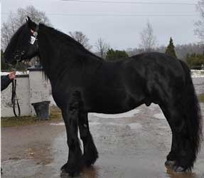 Black North Swedish Horse